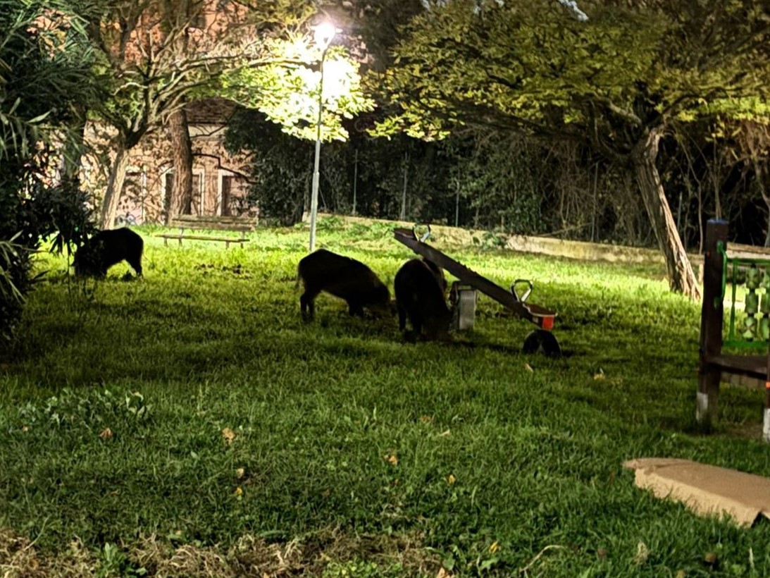 teramo. Cinghiali al Parco GIochi.