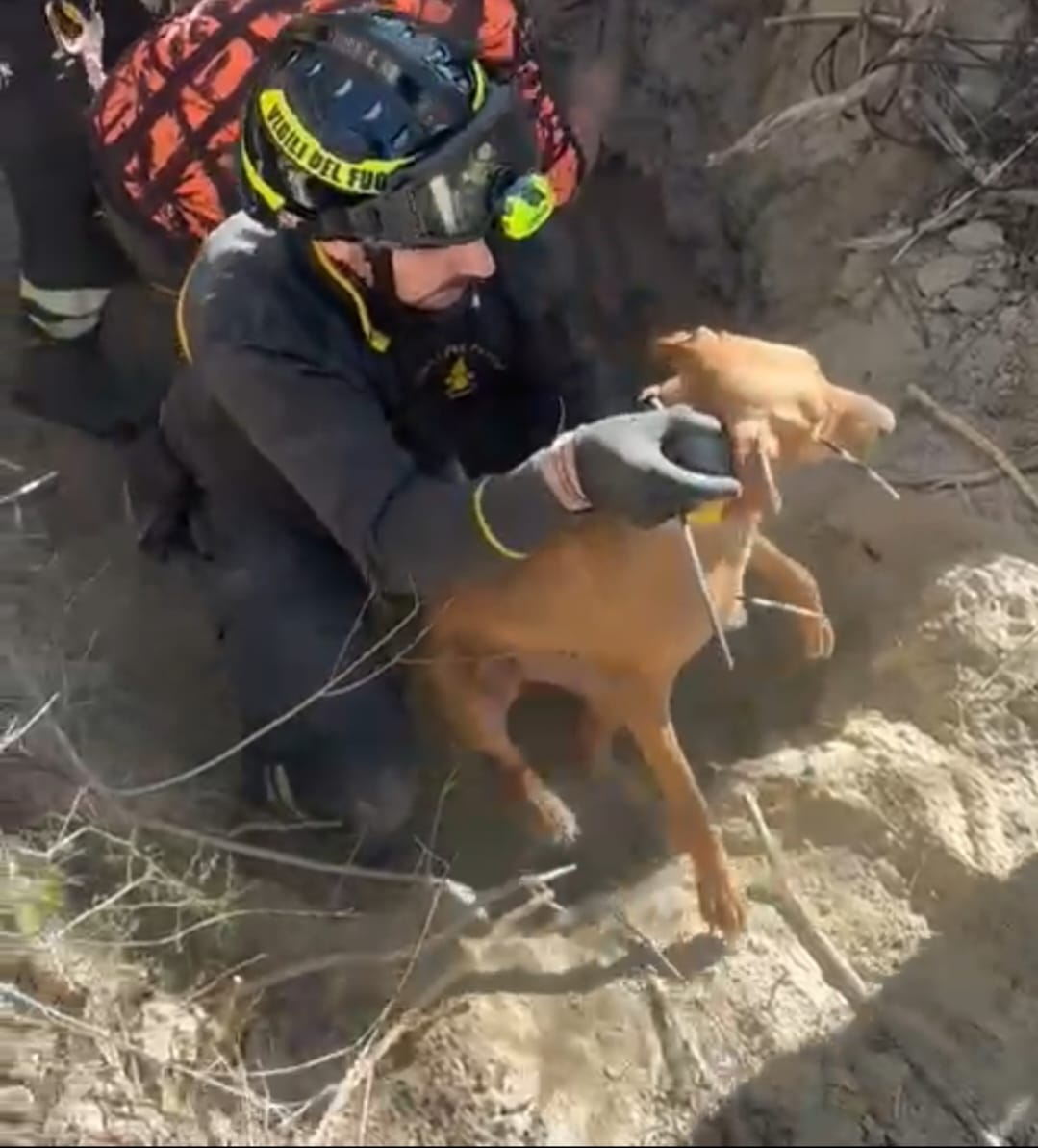 (Video) Canzano. Recuperati i quattro cani bloccati in una buca