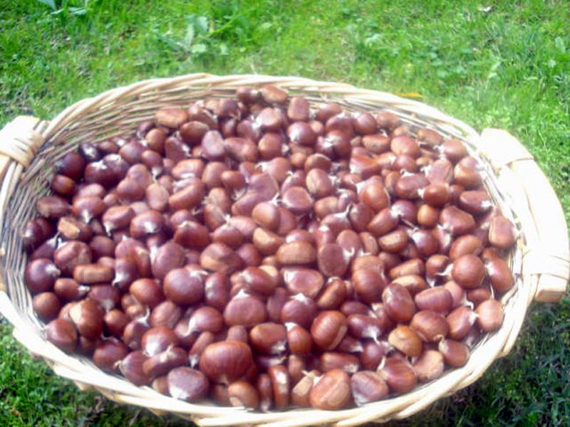 Le castagne di Valle Castellana domani a “Uno Mattina”