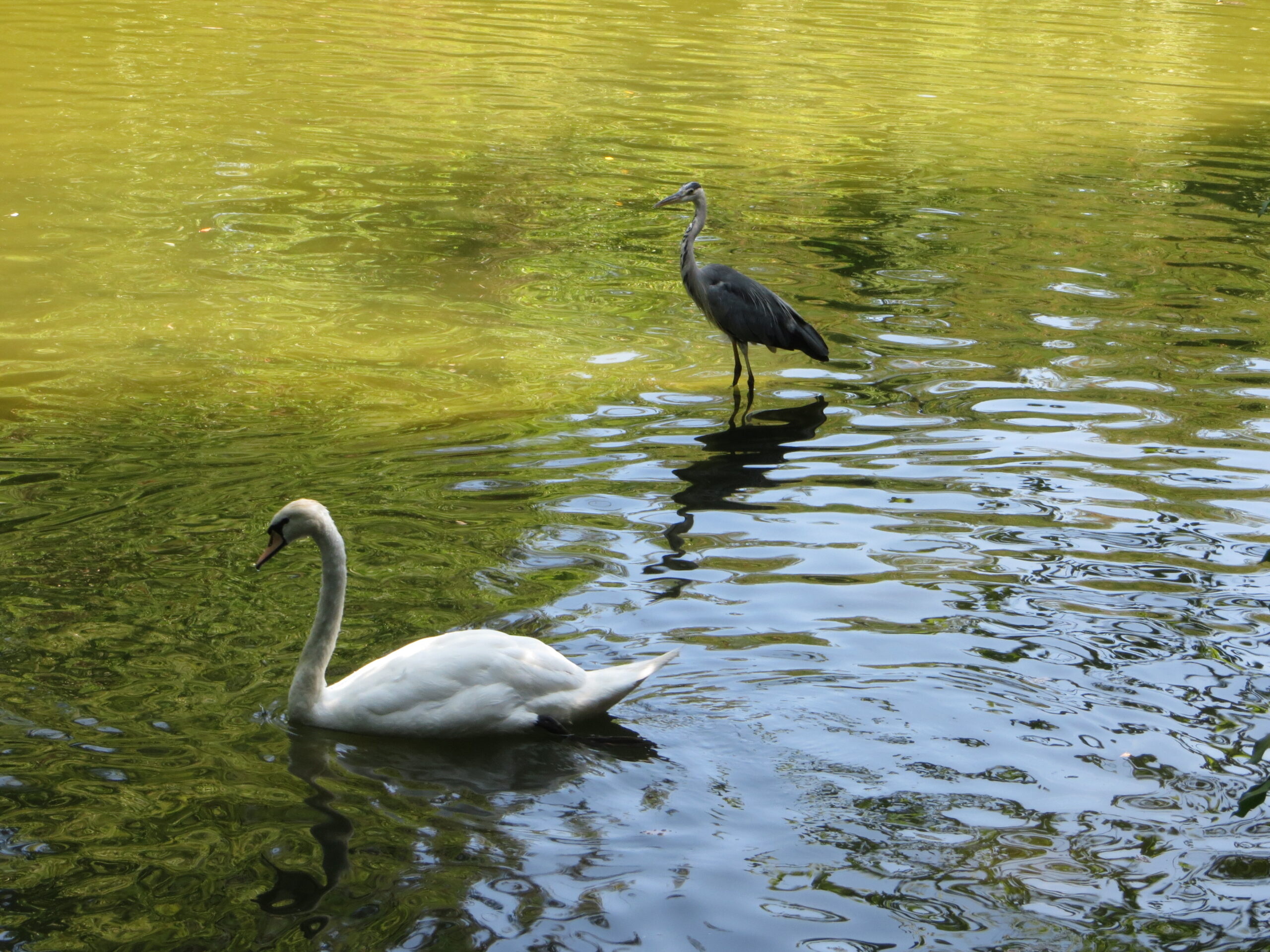 Il cigno e l'(ex)assessore. Accade al Parco Fluviale