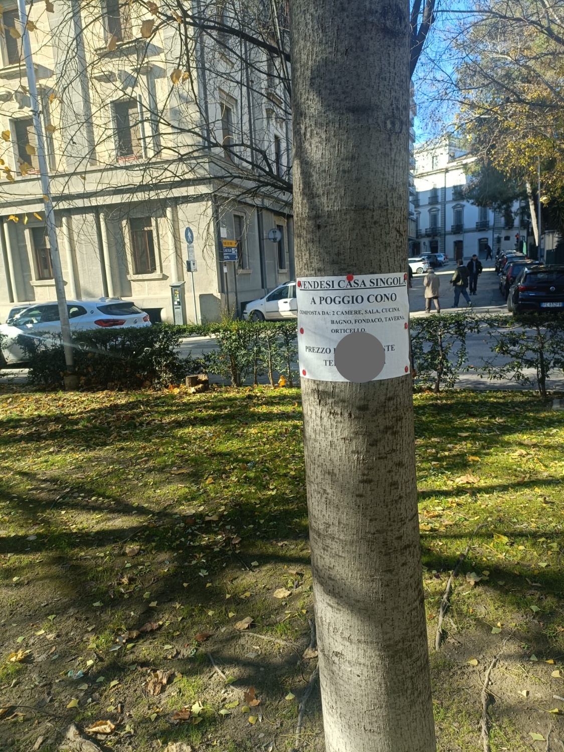 Agenzia fai da te. A spese dell’albero