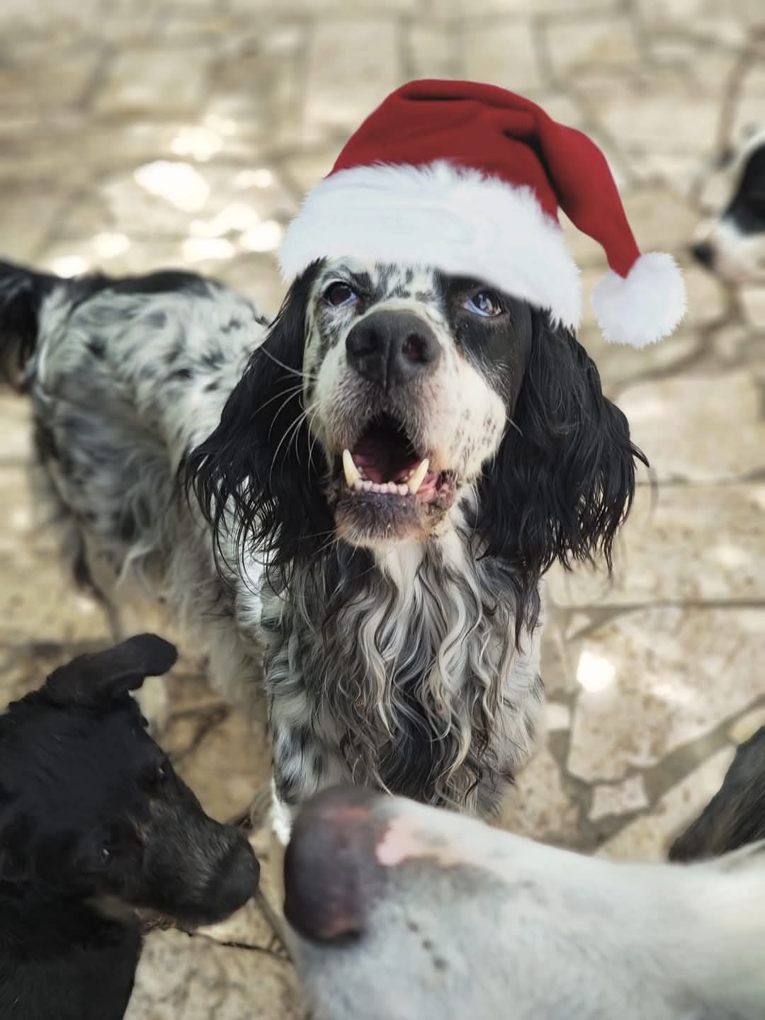 E’ Natale anche per loro: La Lida invita ad adottare un amico a 4 zampe