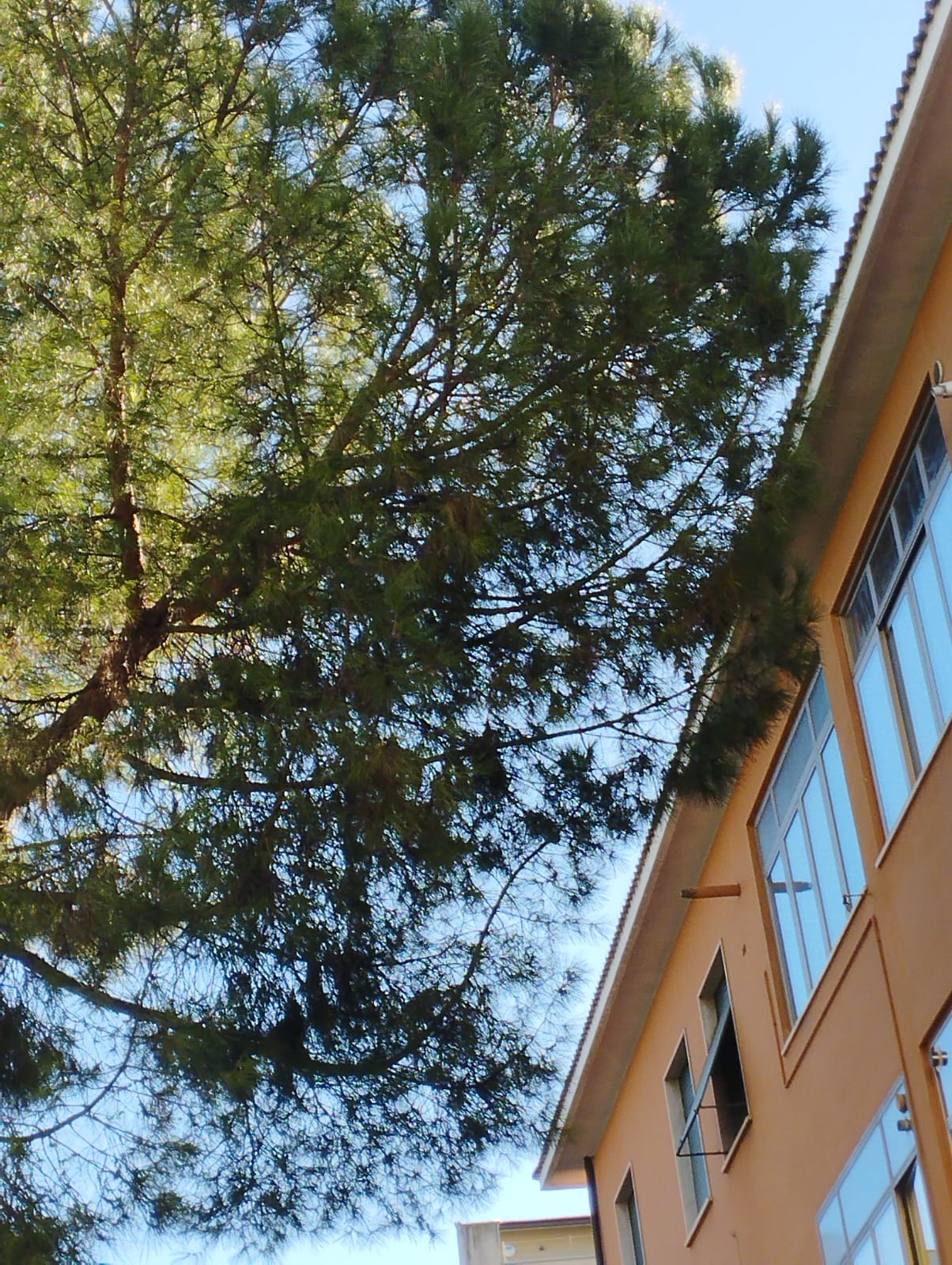 I lettori ci scrivono: Alberi invadenti e discariche abusive
