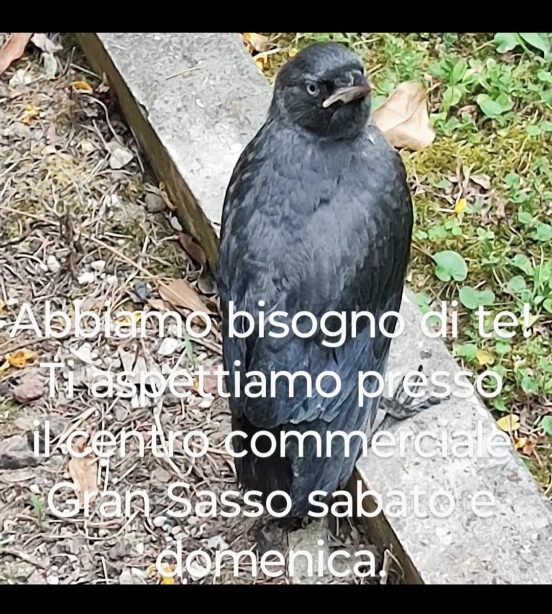 Raccolta fondi del TAI al Gran Sasso: dona un sorriso a un amico