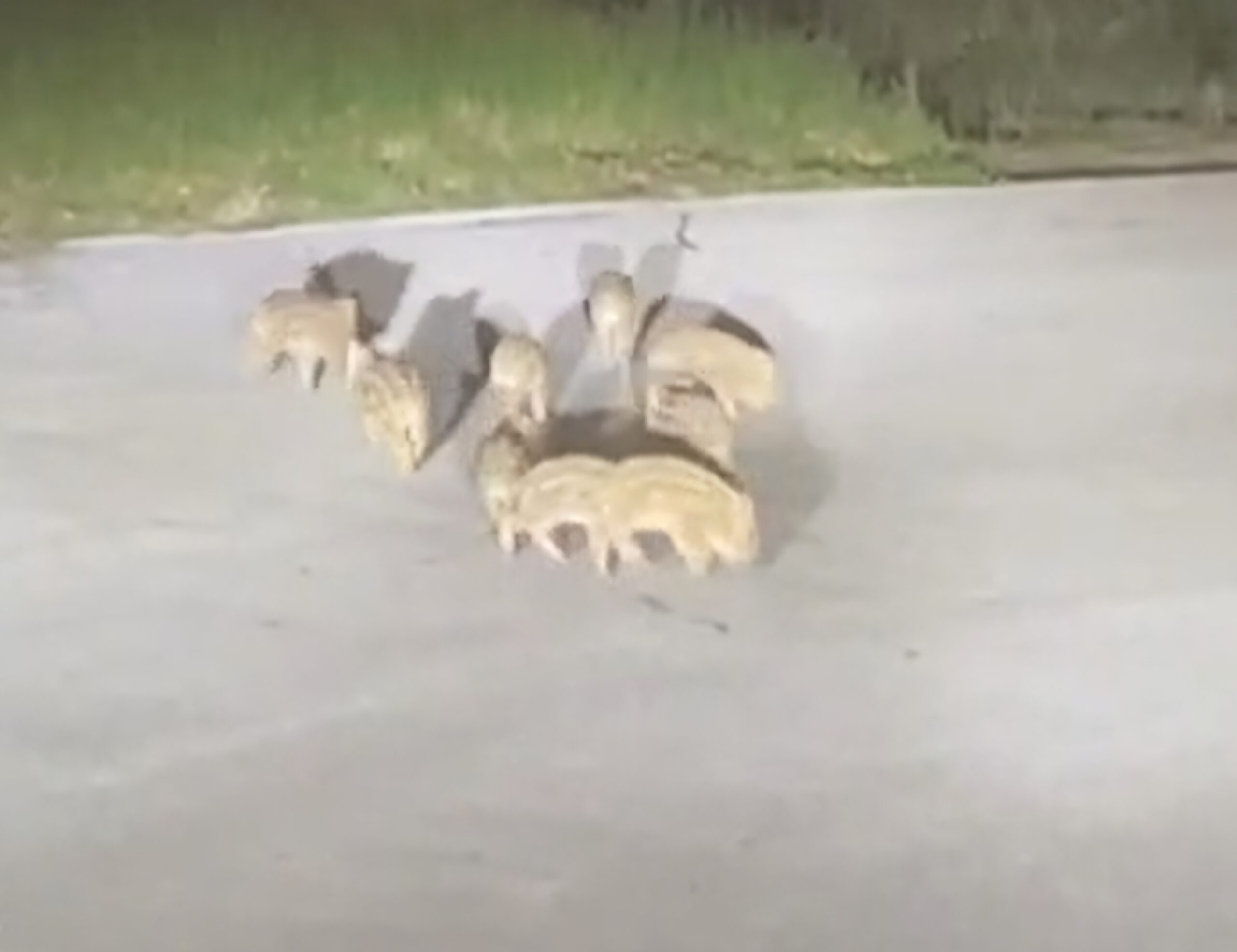 (Video) Un branco di cinghiali ospiti a Colleparco