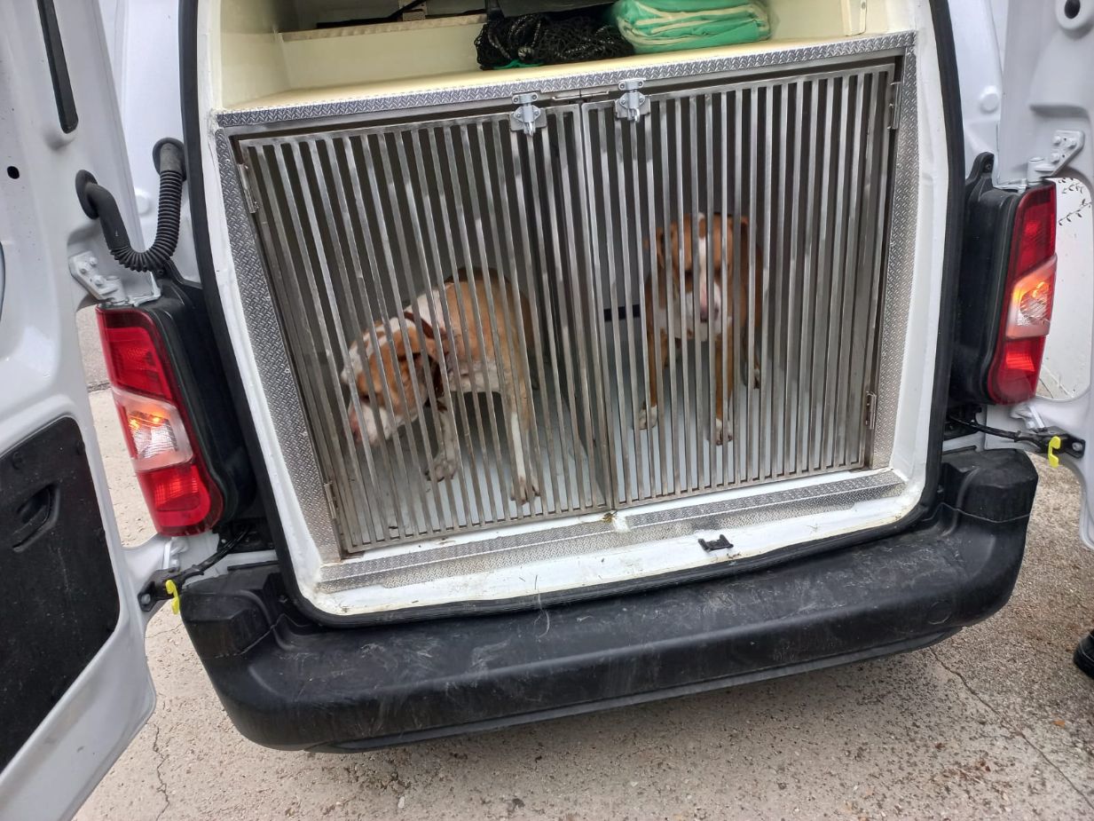 Aggressione di Pitbull a Mosciano: Intervento delle Forze dell’Ordine e del Servizio Veterinario. Il proprietario di un cane aggredito ha sporto querela