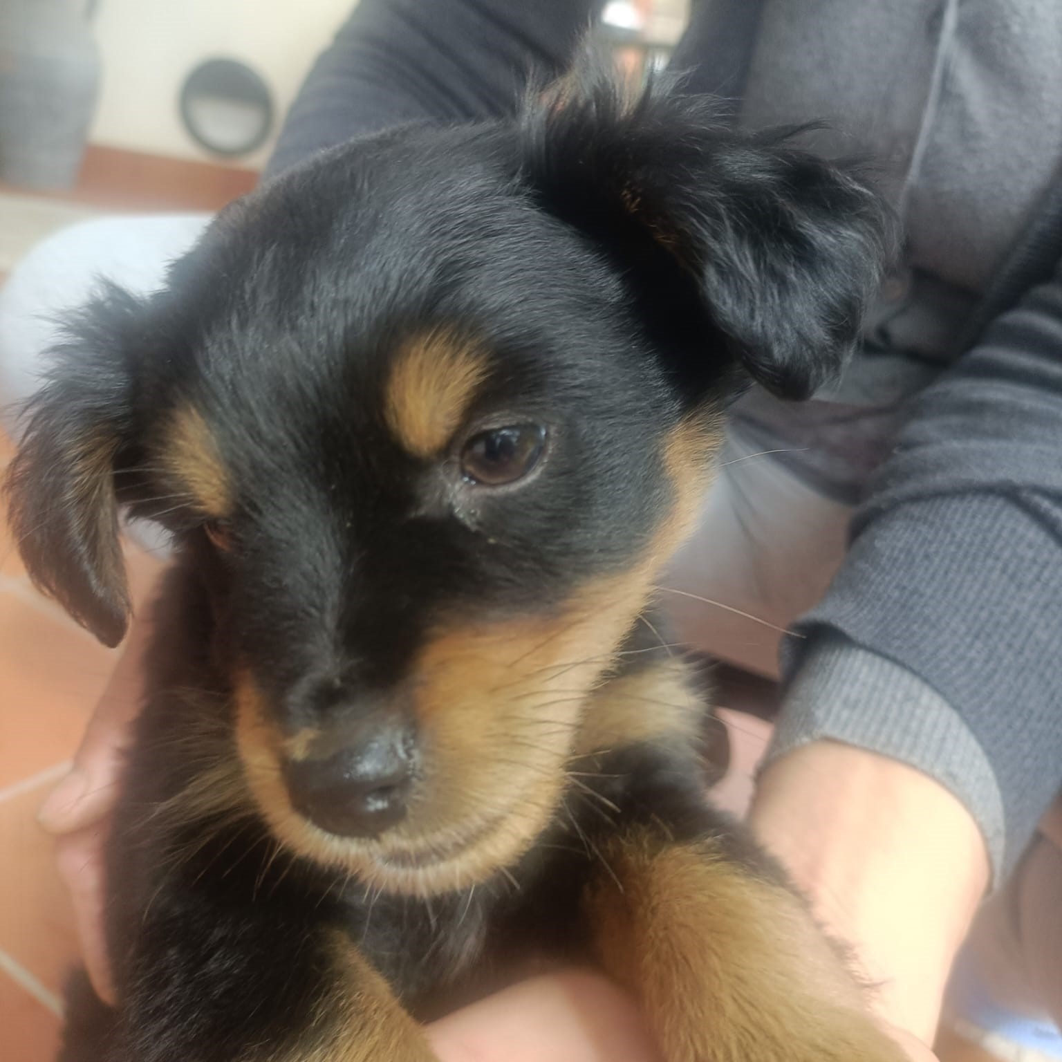 Brando, il cagnolino lanciato da un’auto, ha trovato casa