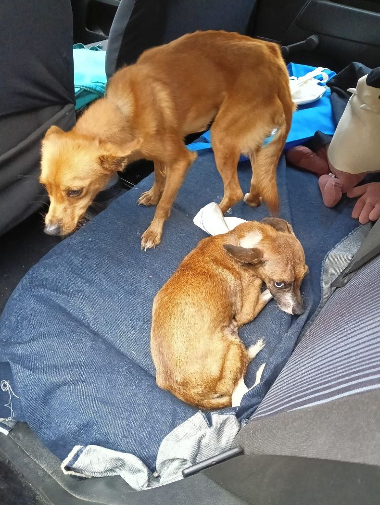 Cuccioli abbandonati in un sacco d’immondizia. Appello delLA LEIDAA