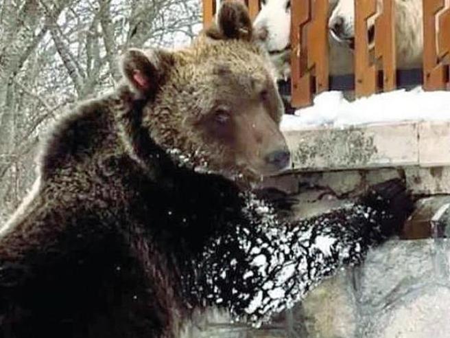 Risarcito con 15mila euro. Investì L’orso juan Carrito