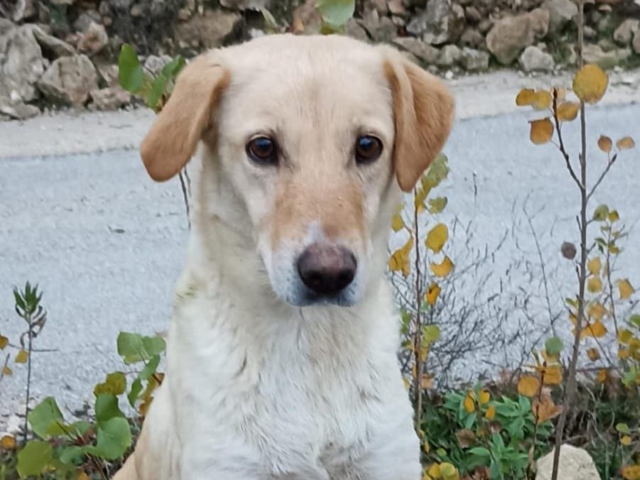 Storia di Olivia, la cagnolina nata libera che sognava la strada di casa