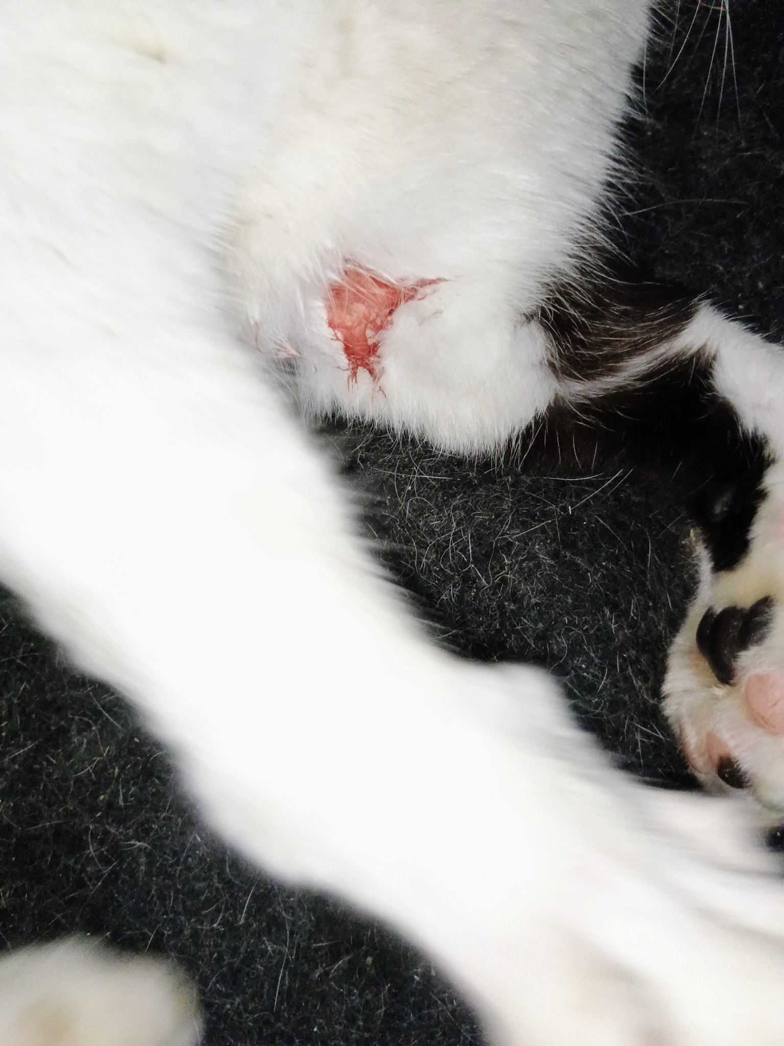 Teramo: Un gatto come bersaglio per il tiro a segno. Il TAI sporgerà denuncia