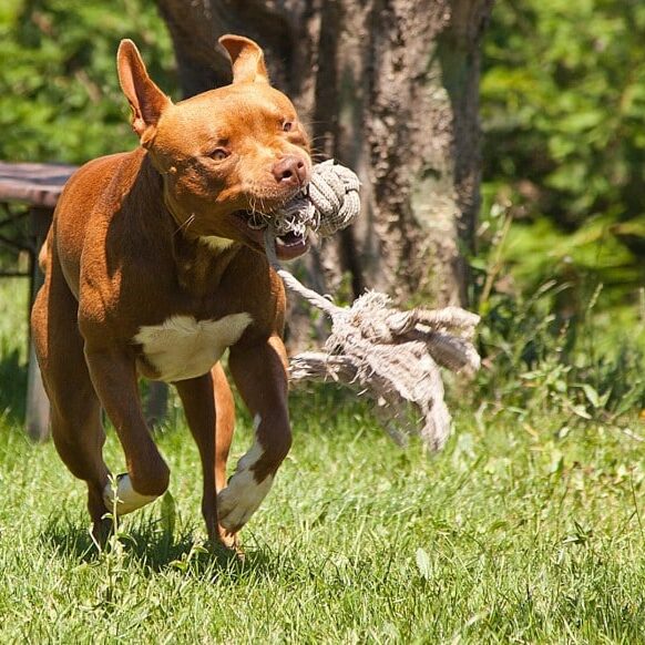 Azzannata dal suo pitbull. Viva per miracolo ma ferita, una bimba di 11 anni
