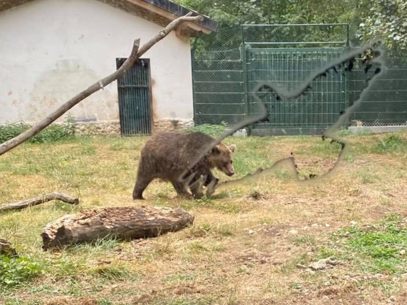 Abruzzo: Via Libera agli Indennizzi per i Danni da Orso a Colture e Allevamenti