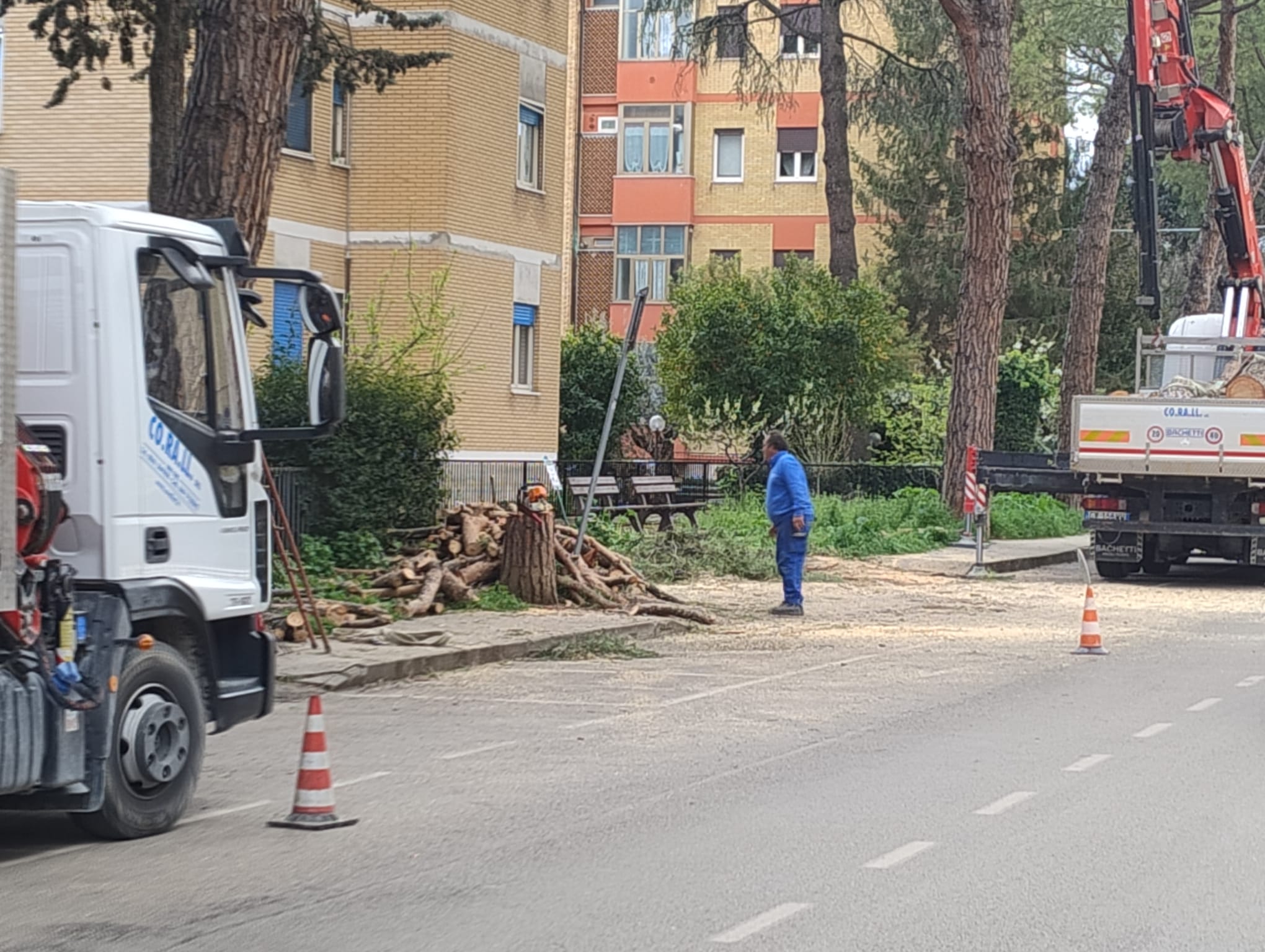 Taglio degli alberi alla Gammarana