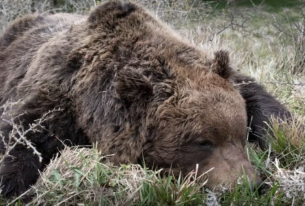 Orso trovato morto in Abruzzo aveva pallini da caccia nel corpo, ma la causa del decesso resta incerta