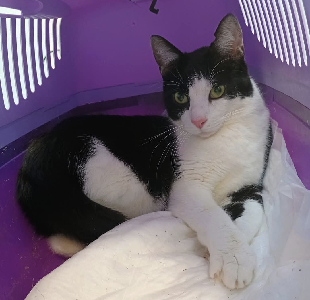 Nala, la gattina ferita a fucilate è stata operata e migliora