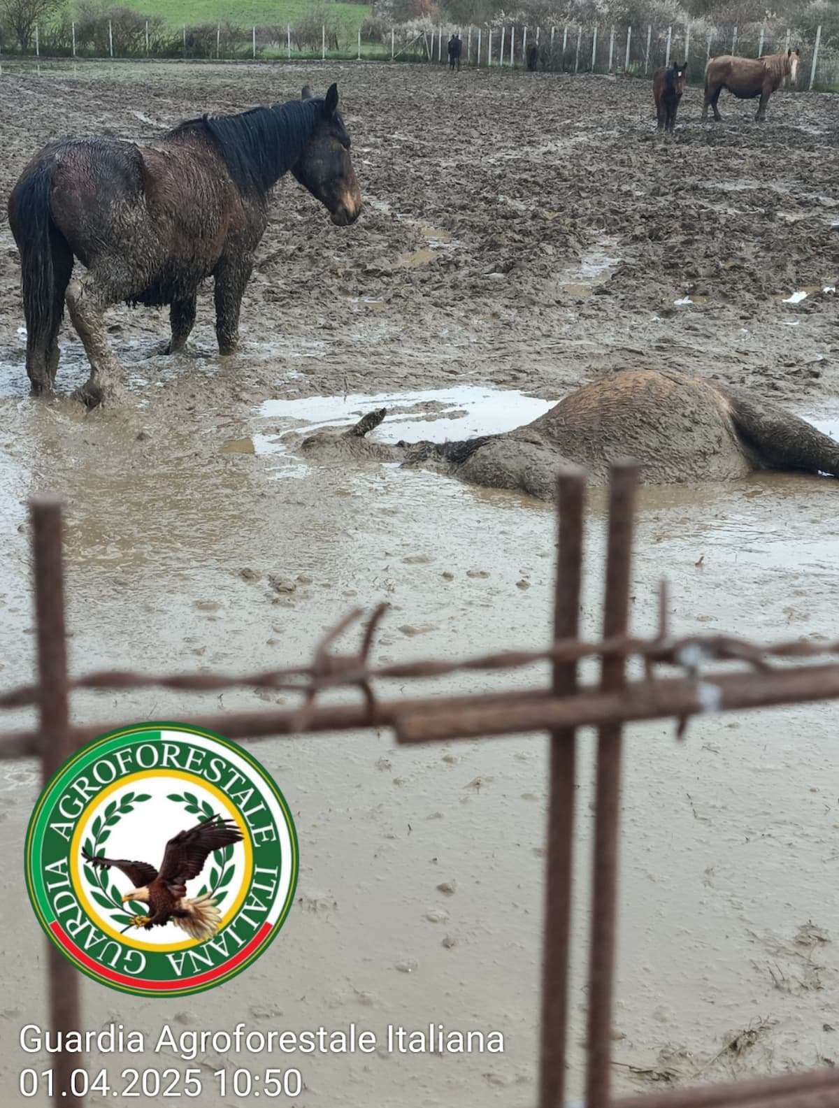 Cavalli in condizioni critiche a Roio, Guardia Agroforestale interviene