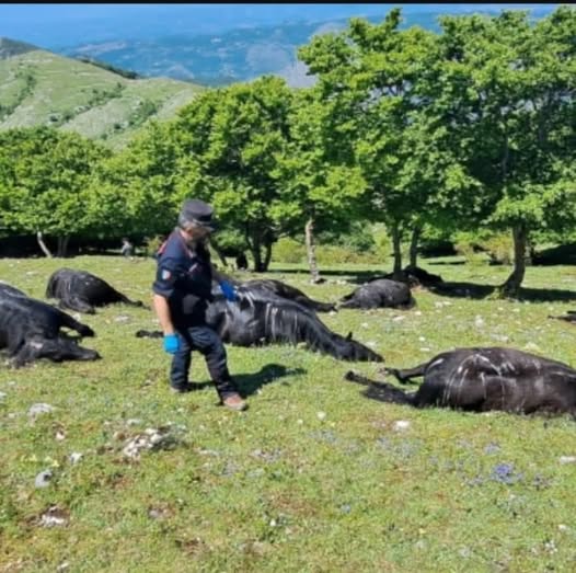 DAL MONDO. 33 CAVALLI UCCISI DA UN FULMINE a Casalattico