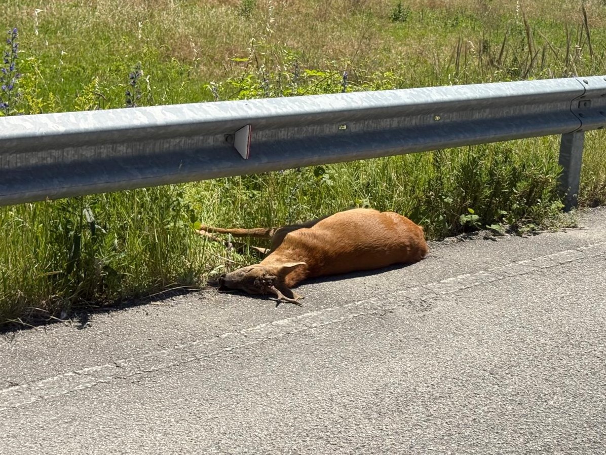 Giovane Cervo ucciso sulla SP3. Sconosciuto l’investitore