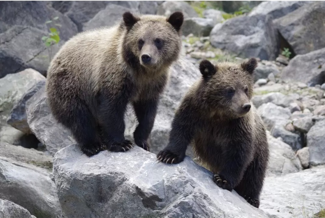 Scanno. Due cuccioli di orso annegano in un lago artificiale
