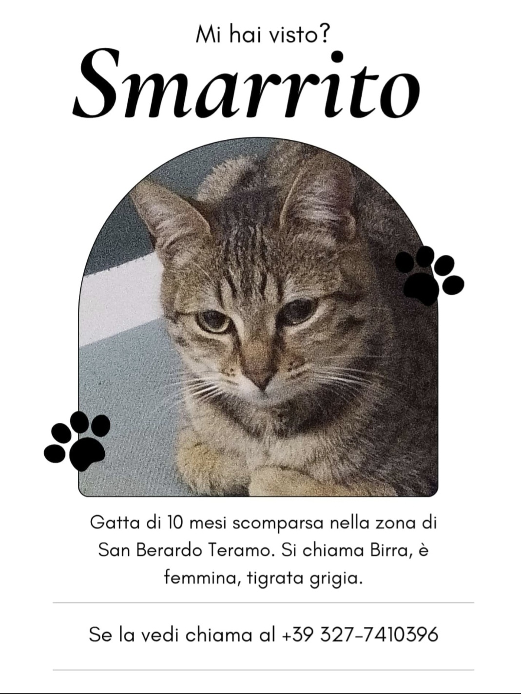 Appello. Smarrita Birra, una graziosa gattina.