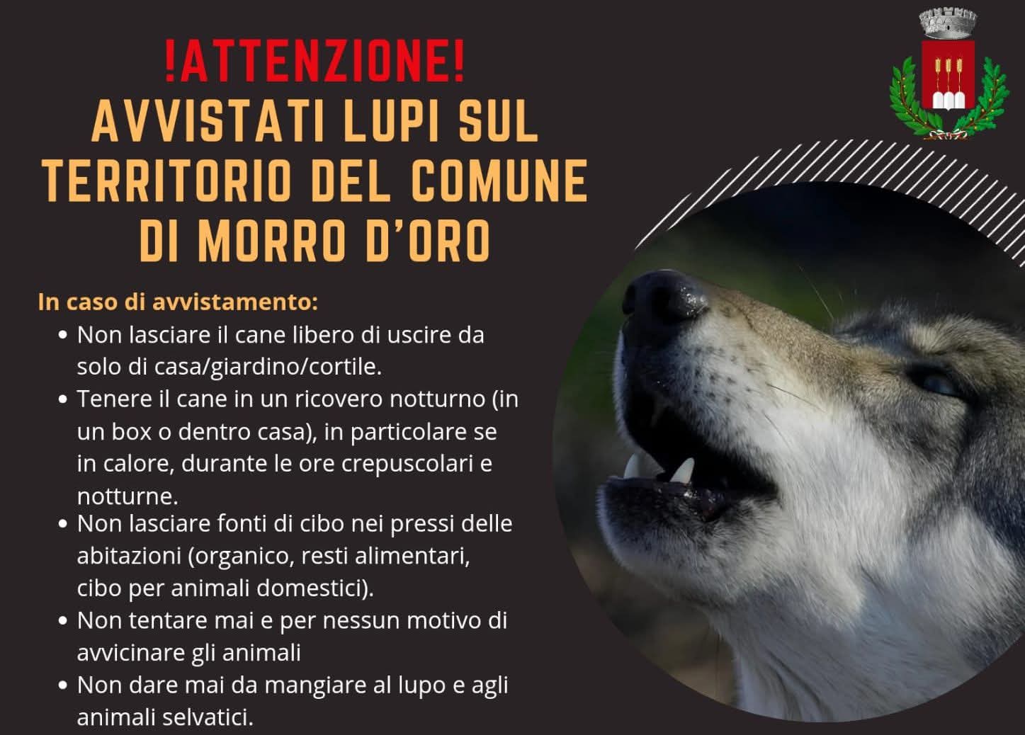 Lupi nel territorio di Morro d’Oro. Le avvertenze del Comune