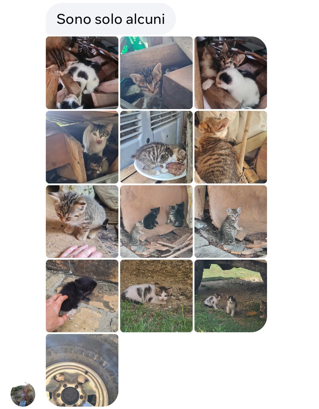 Associazione Qua la zampa: “Emergenza Gatti a Roseto, Servono Stalli e Adozioni Subito!”