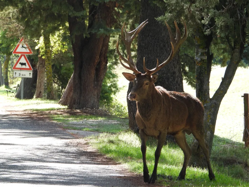 Presa a calci da un cervo a Villalago: Quindici Giorni di Prognosi