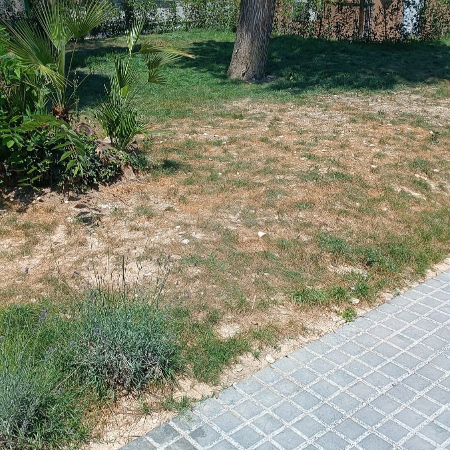 Giardini Marcozzi morti…di sete. Da un lettore: