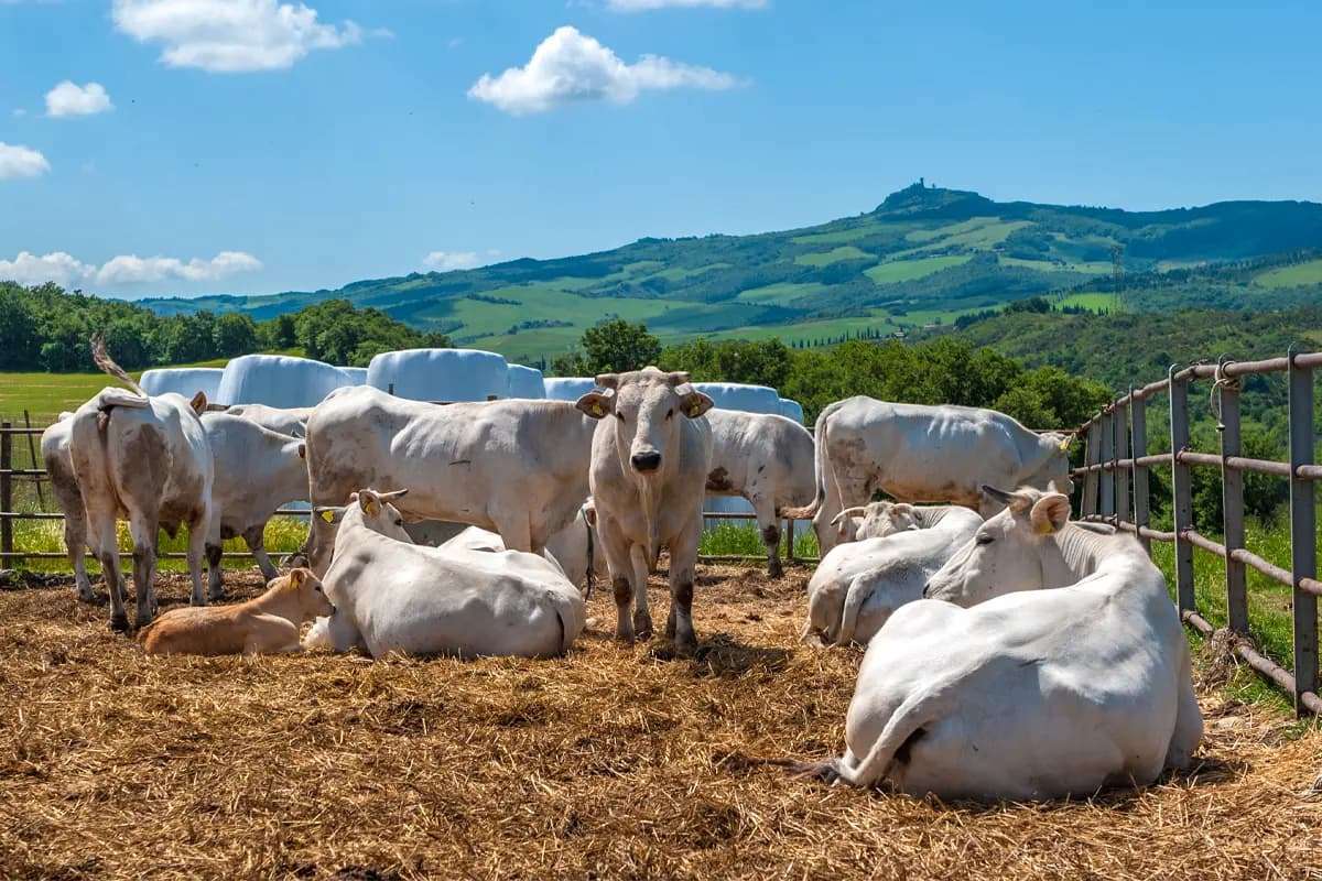 Istituito il Tavolo Tecnico regionale sulla Zootecnia in Abruzzo: l’Istituto Zooprofilattico Sperimentale tra i protagonisti