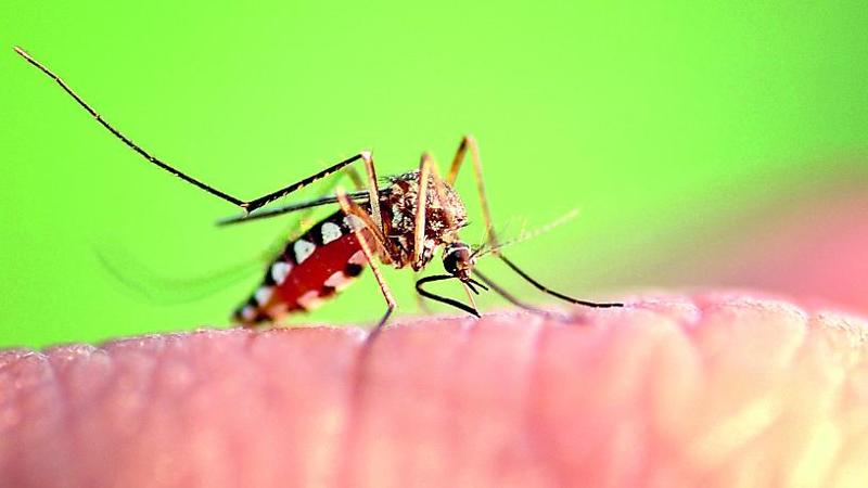 West Nile, l’Abruzzo intensifica la sorveglianza: monitoraggi e disinfestazioni in corso
