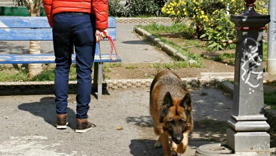 Stretta sui Cani Sciolti a Teramo e San Nicolò: Multe Salate e Controlli Aumentati