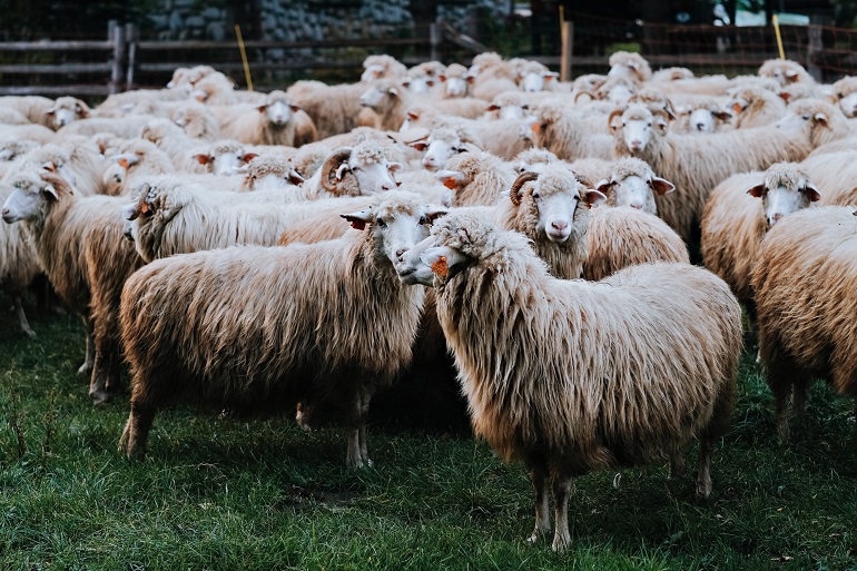 Blue Tongue: le linee guida regionali contro la sua diffusione