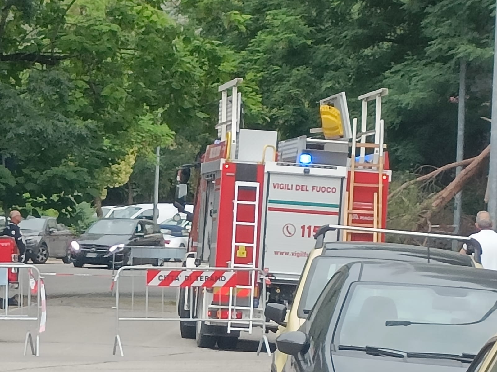 Albero pericolante “sotto” ponte San Francesco, Vigili del Fuoco sul posto