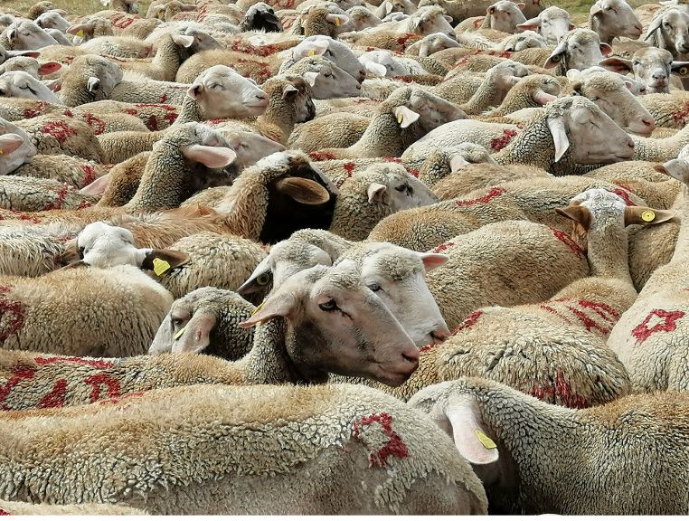 Blue Tongue: Centomila euro di ristori dalla Camera di Commercio alle imprese del comparto ovino