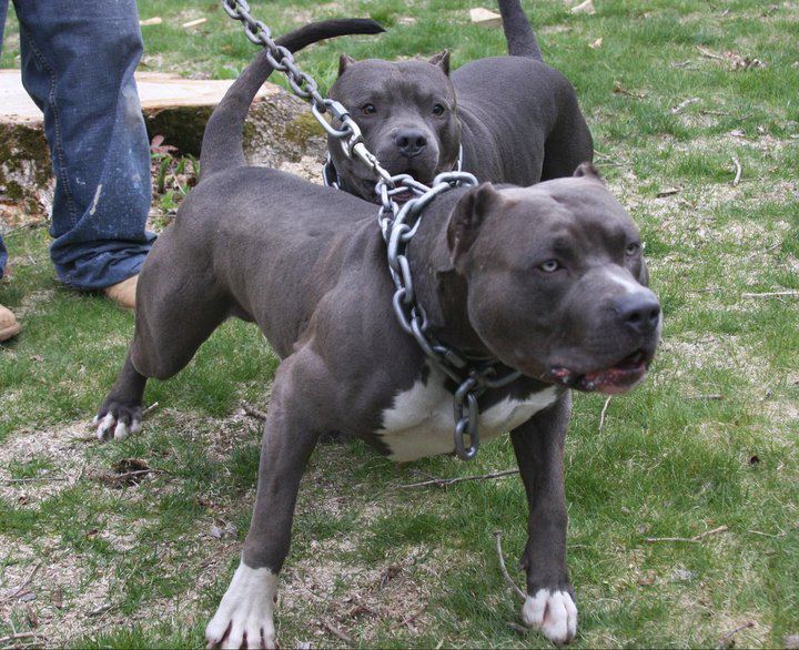 Coppia attaccata da PitBull. Si salvano salendo su un cancello