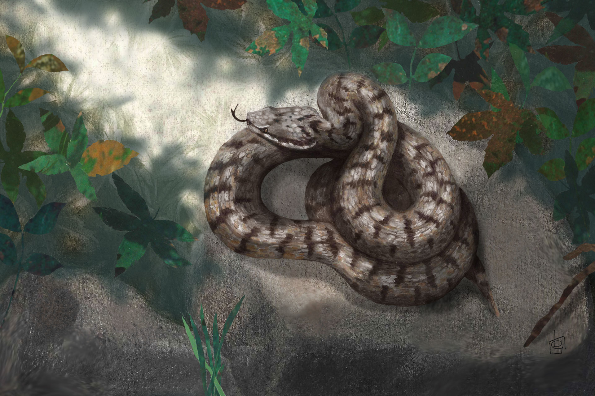 Bisenti: Morsa da una vipera, 24enne ricoverata al Mazzini. E’ il secondo caso in provincia negli ultimi 20 giorni