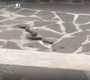 Teramo. Toh! C’è una vipera in citta’!