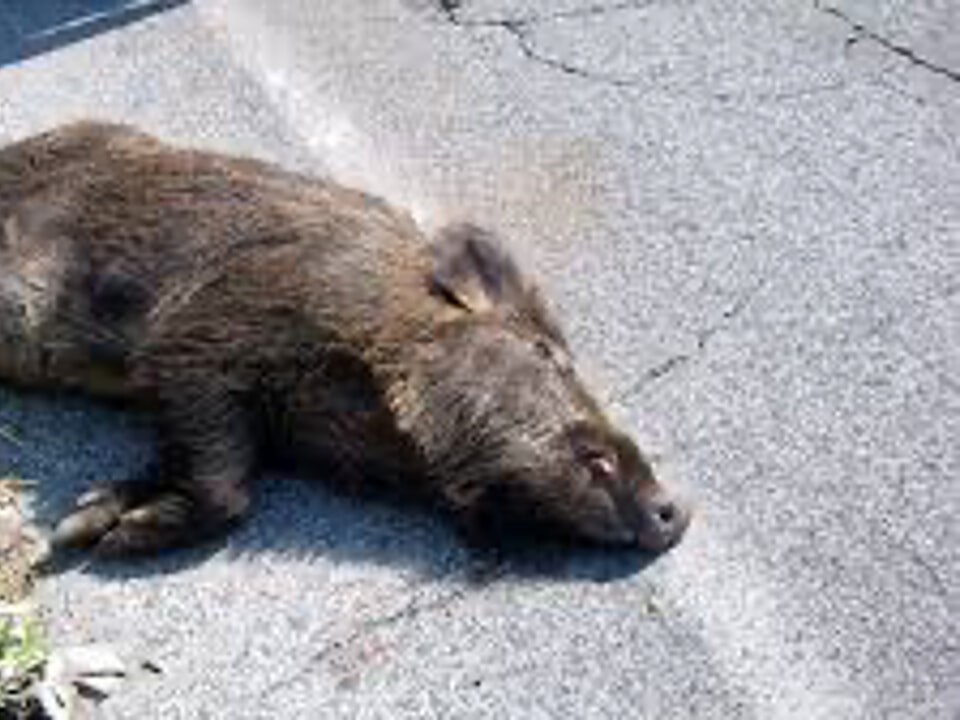 Cinghiale investito e ucciso sulla 150