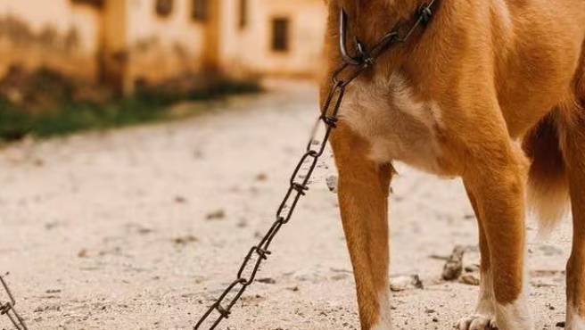 Cane tenuto a catena: prima multa a Chieti con la nuova ‘Legge Brambilla’
