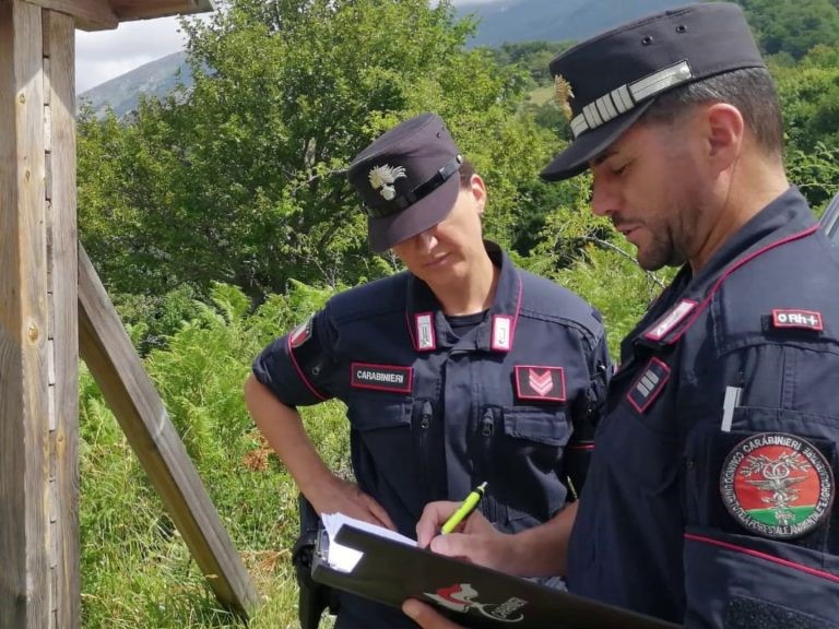 Due Pitbull Denutriti e Feriti, Denunciata la Proprietaria