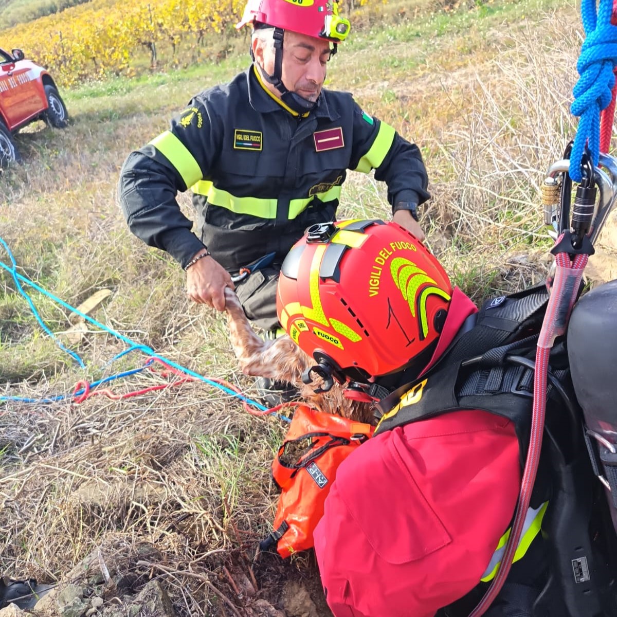 (VIDEO) Segugio precipita in un pozzo. Salvato dai Vigili del Fuoco