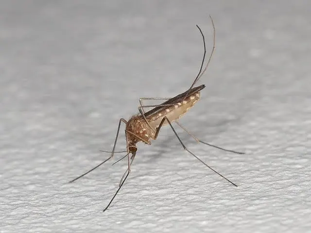 Zanzara West Nile. Il Comune di teramo: “Nessuna emergenza sanitaria nel Comune”. Il Comunicato ufficiale