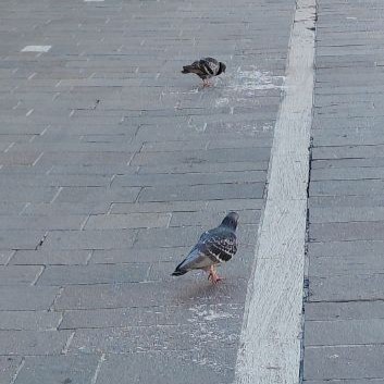 Microplastiche sparse in piazza martiri? la segnalazione di un cittadino