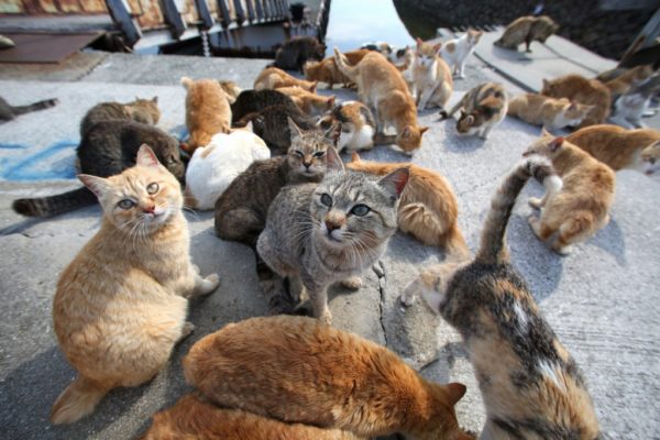 Strage silenziosa a Villa Raspa: animali avvelenati, scatta la denuncia