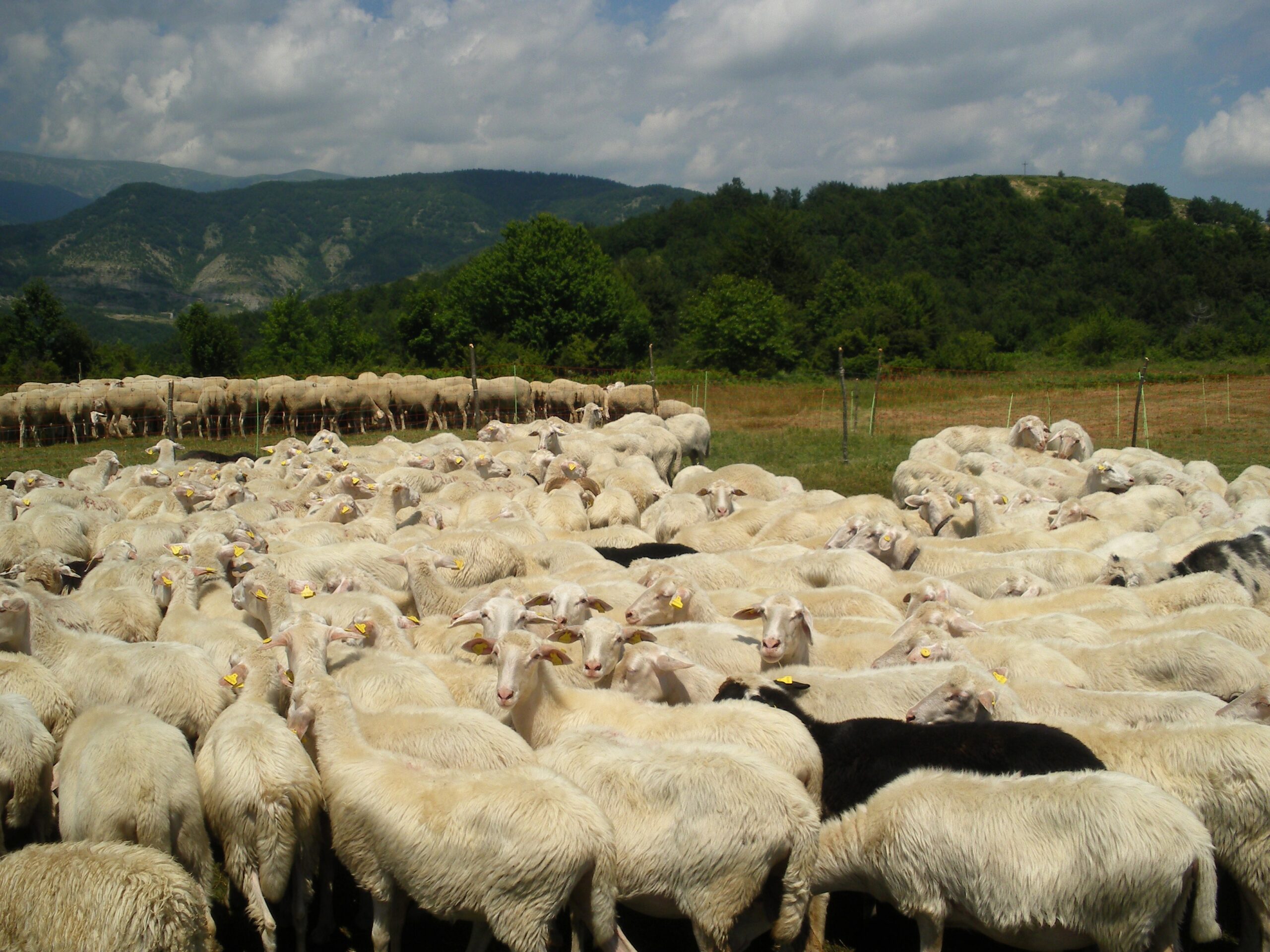 Regione Abruzzo: Sostegno alle imprese colpite dalla Blue Tongue