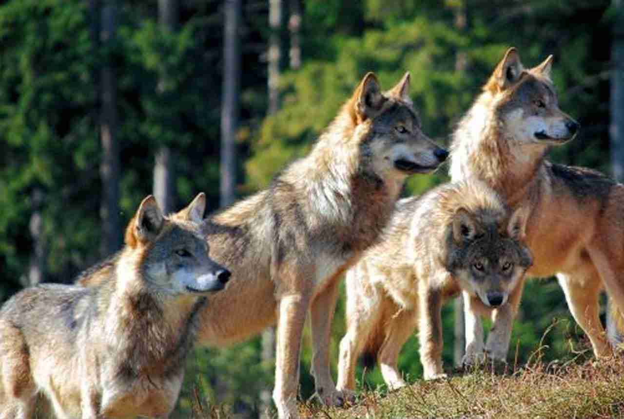 Sicurezza in città e lupi: Il tema della convivenza in Abruzzo. a Rocca San Giovanni un confronto tra istituzioni e comunità.