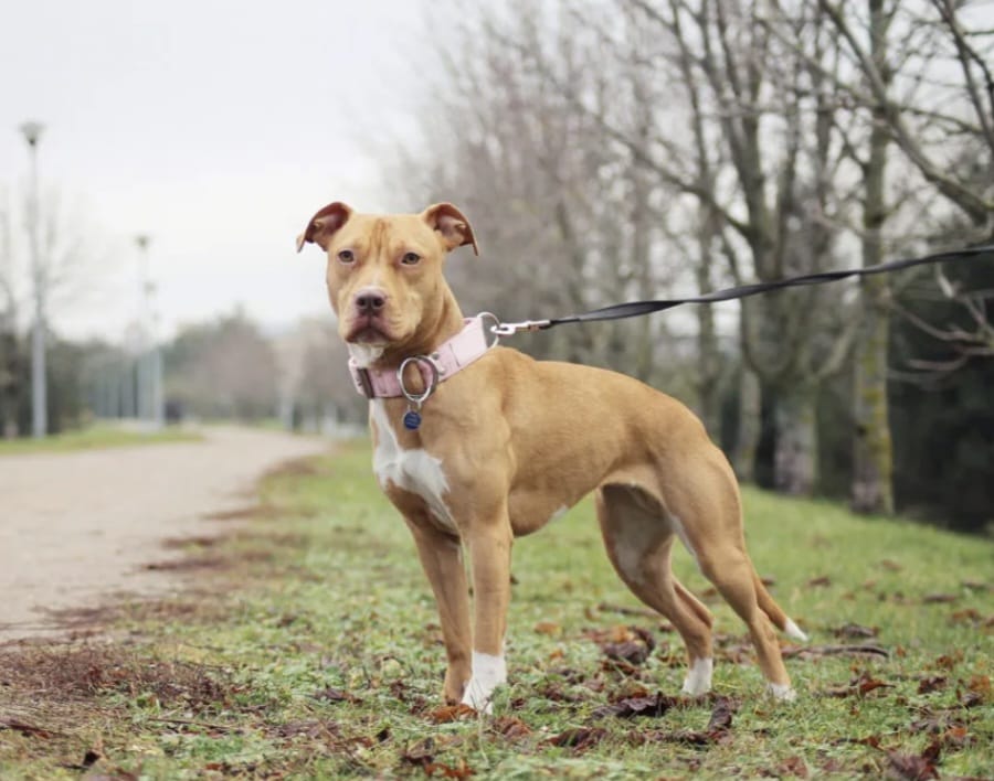 Un anno di reclusione alla proprietaria del Pit bull che aggredi’ la vicina.
