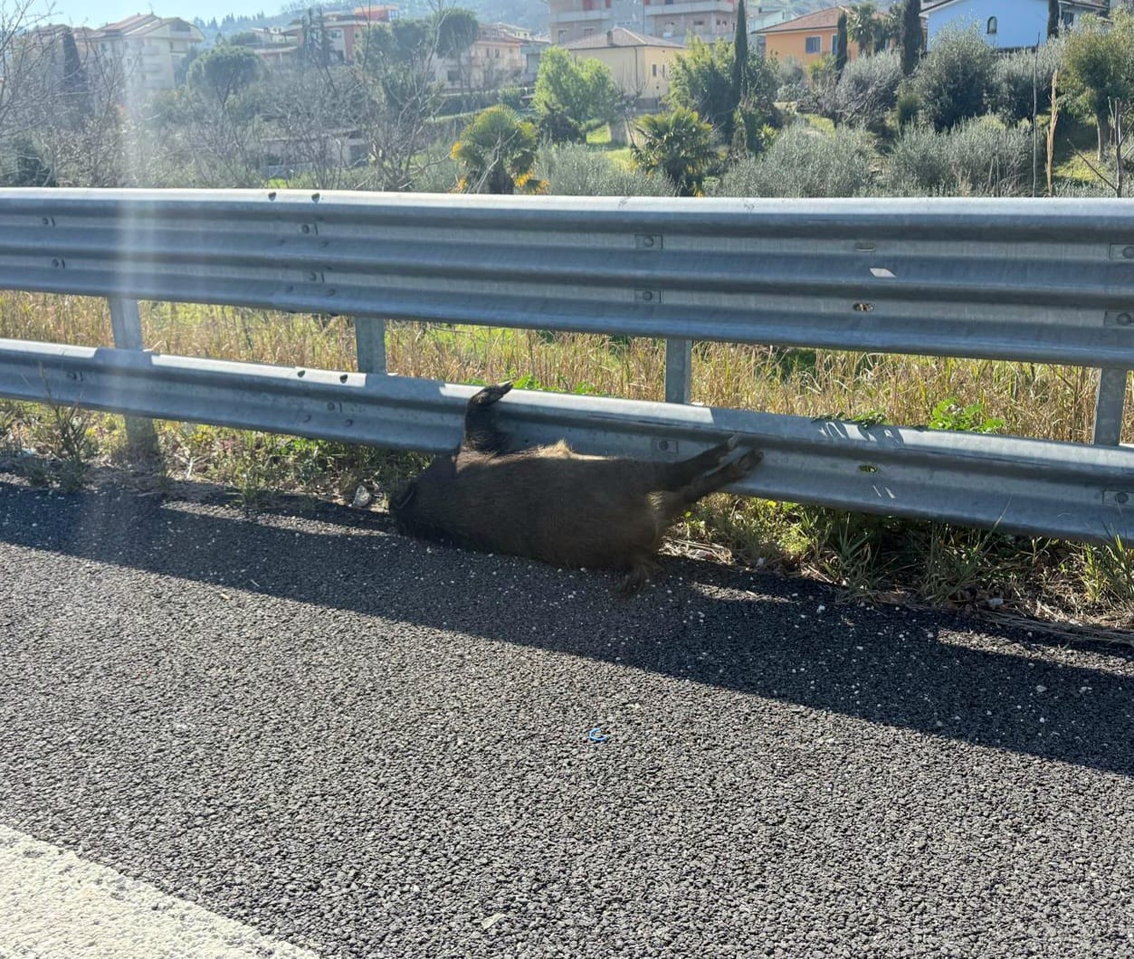 Teramo Vivi Città: cinghiale investito sulla teRamo-Mare