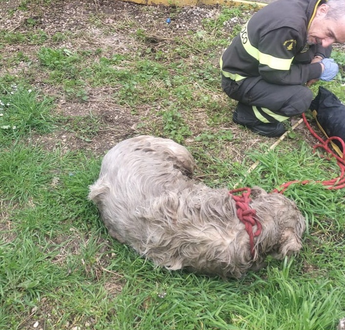 Cucciolone caduto in una vasca di liquami, salvato dai Vigili del Fuoco.